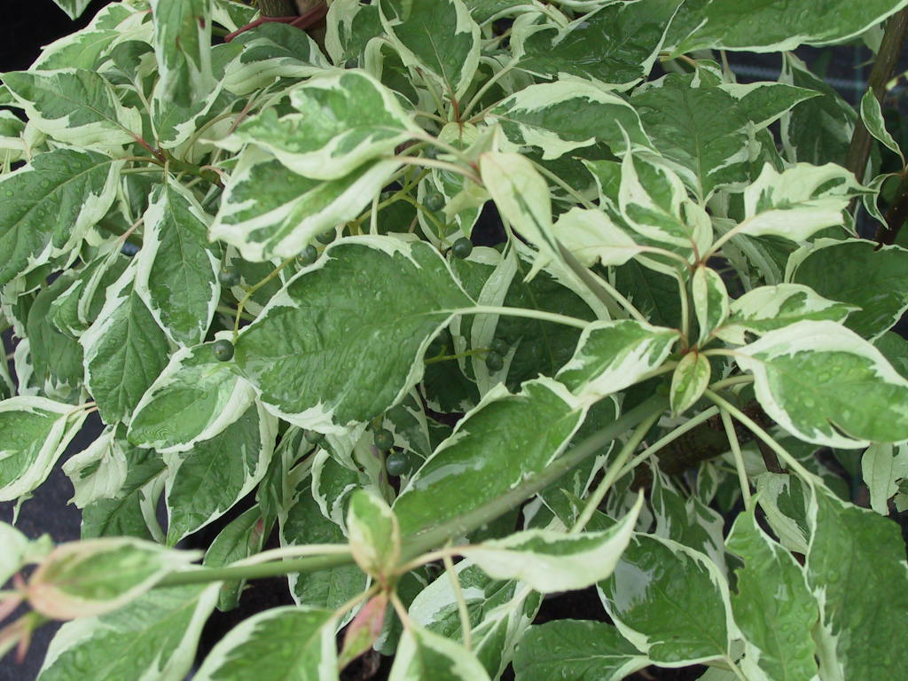 Cornus controversa Variegata - Blattwerk2.jpg